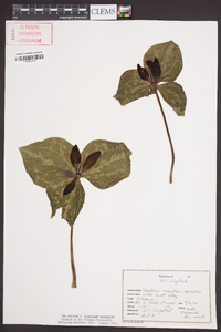 Trillium cuneatum image