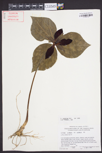 Trillium cuneatum image