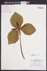 Trillium cuneatum image