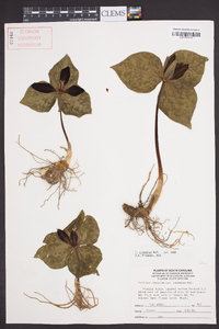 Trillium cuneatum image