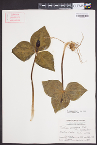 Trillium cuneatum image