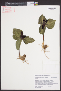 Trillium cuneatum image