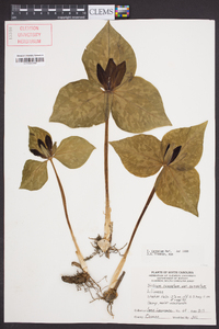 Trillium cuneatum image