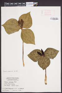 Trillium cuneatum image