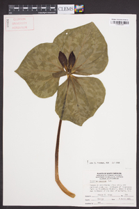 Trillium cuneatum image