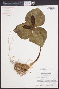 Trillium cuneatum image