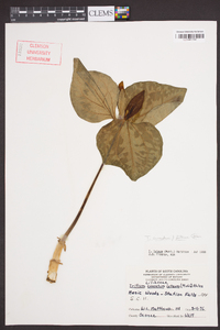 Trillium cuneatum image