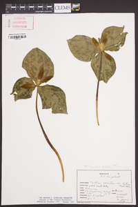 Trillium cuneatum image