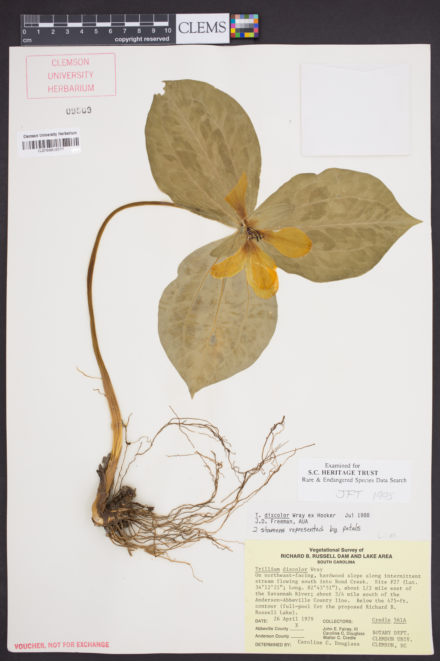 Trillium discolor image