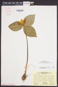 Trillium discolor image