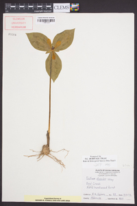 Trillium discolor image