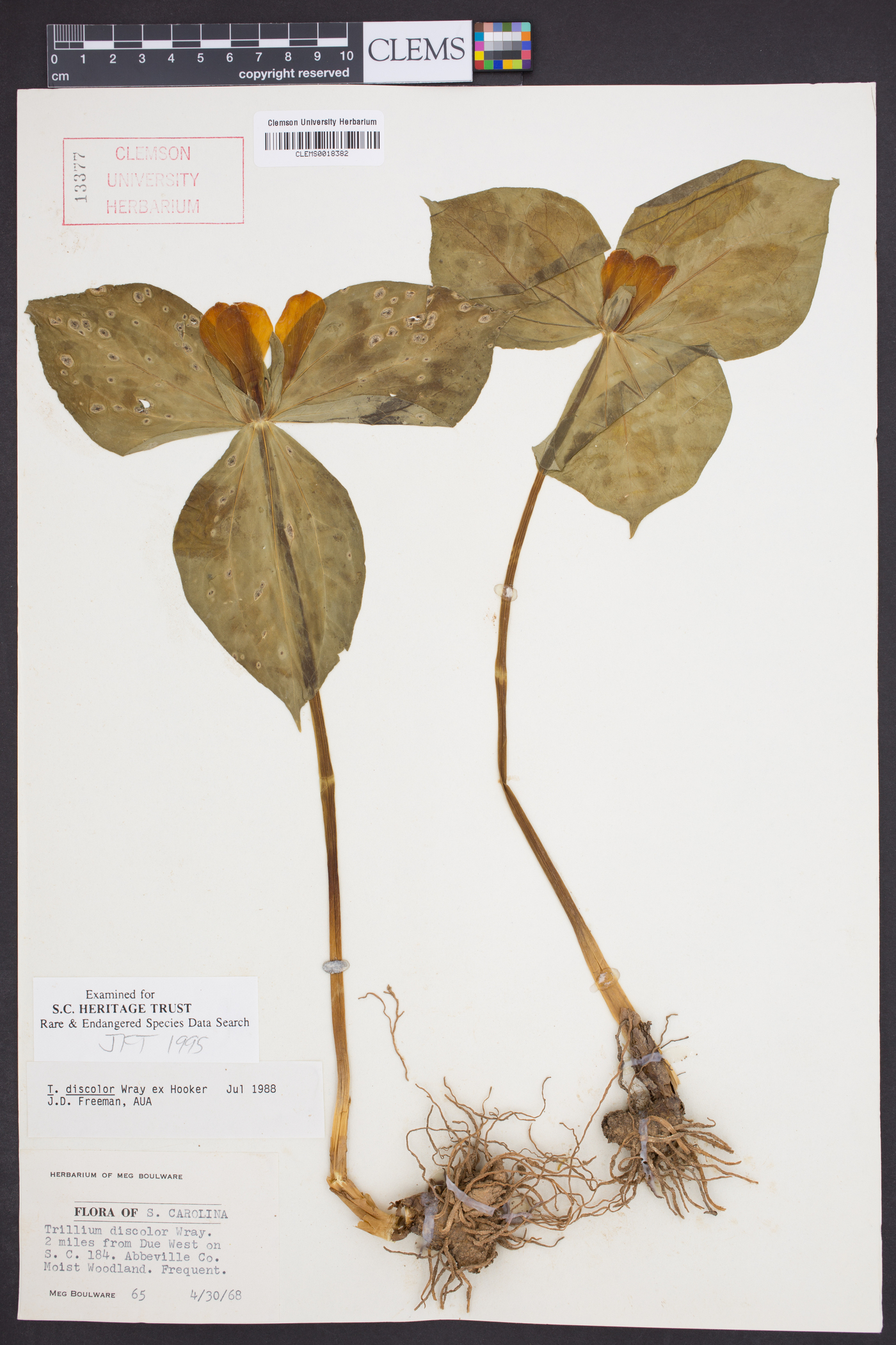 Trillium discolor image