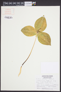 Trillium discolor image