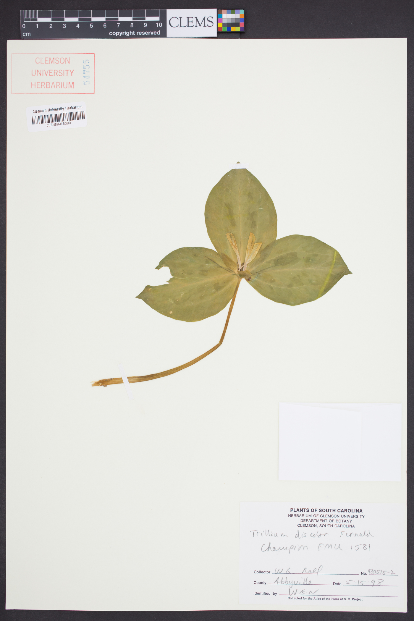Trillium discolor image