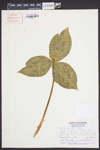 Trillium discolor image