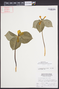 Trillium discolor image