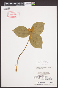 Trillium discolor image