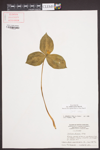 Trillium discolor image