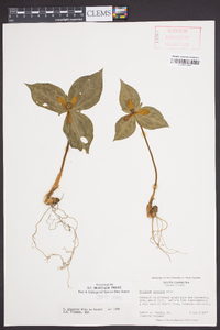 Trillium discolor image