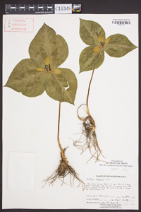 Trillium discolor image