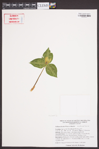 Trillium discolor image