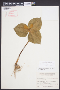 Trillium discolor image