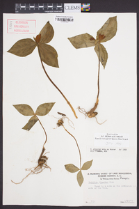 Trillium discolor image