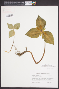 Trillium discolor image