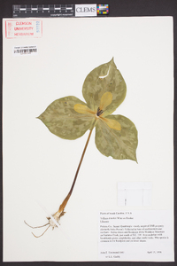 Trillium discolor image