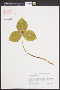 Trillium discolor image