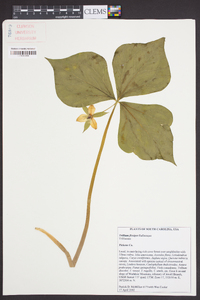 Trillium flexipes image