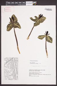 Trillium maculatum image