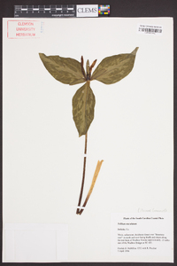 Trillium maculatum image