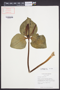 Trillium maculatum image