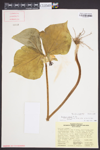 Trillium rugelii image