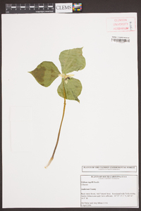 Trillium rugelii image