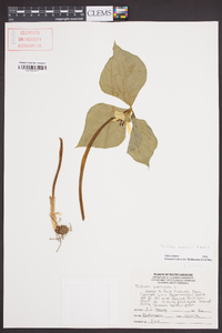 Trillium rugelii image