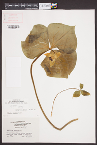 Trillium rugelii image