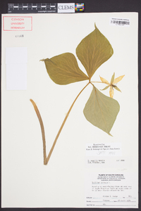 Trillium rugelii image