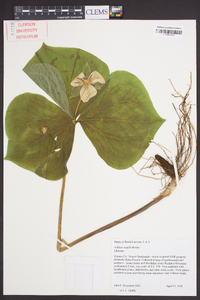 Trillium rugelii image