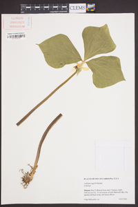 Trillium rugelii image