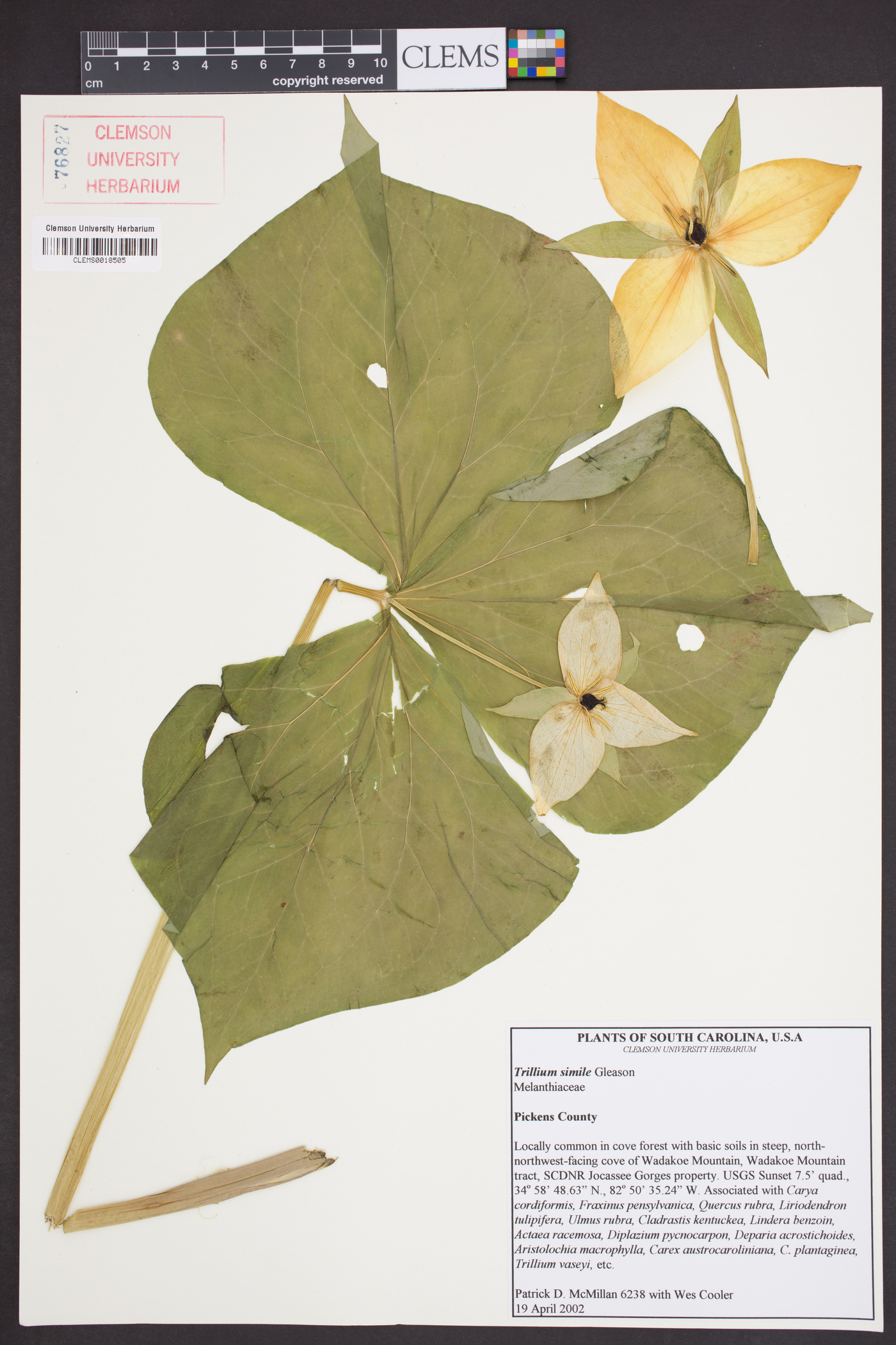 Trillium simile image