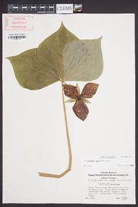 Trillium vaseyi image