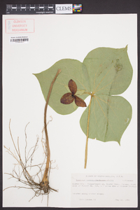 Trillium vaseyi image