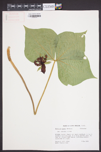 Trillium vaseyi image