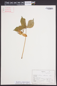 Trillium catesbaei image