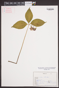 Trillium catesbaei image