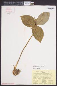 Trillium cuneatum image