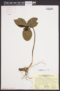 Trillium cuneatum image