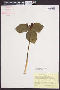 Trillium cuneatum image